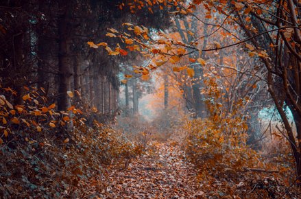 autumn forest photography 